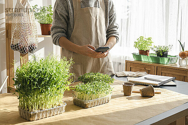 Frau fotografiert zu Hause Microgreens