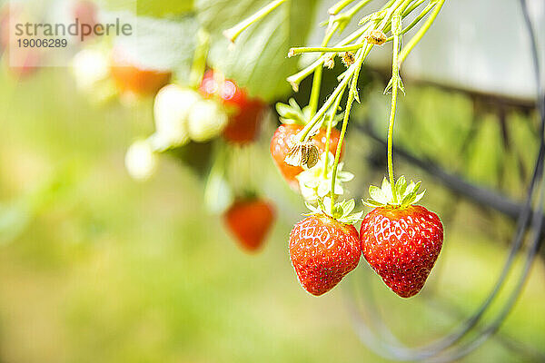 Rote Erdbeeren hängen im Frühling an der Pflanze