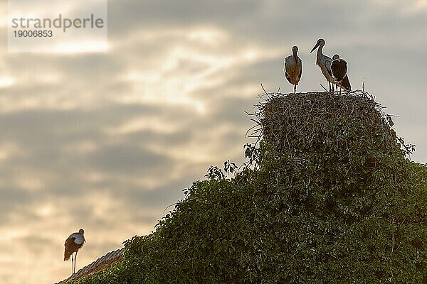 Silhouetten von Weißstorchen (ciconia ciconia) auf ihrem Nest in einem Dorf bei Sonnenuntergang. Bas-Rhin  Collectivite europeenne d'Alsace  Grand Est  Frankreich  Europa