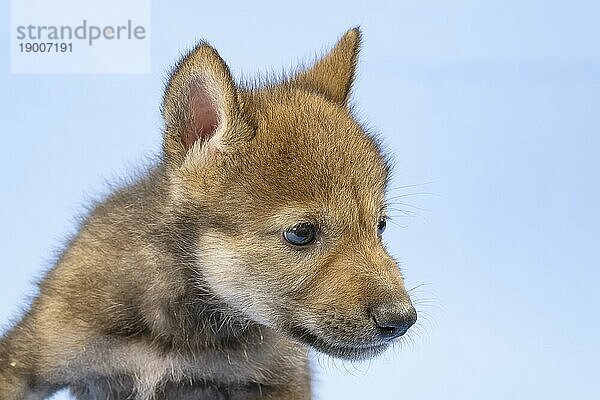 Eurasischer Wolf (Canis lupus lupus)  Tierportrait  entspannt  Welpe  Jungtier  juvenil  captive  3.5 Wochen  Studioaufnahme  Hintergrund blau