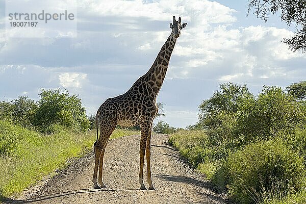 Massai-Giraffe (Giraffa tippelskirchi)  steht auf Piste im Gegenlicht  Blickkontakt  Serengeti Nationalpark  Tansania  Afrika