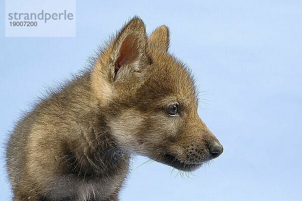 Eurasischer Wolf (Canis lupus lupus)  Tierportrait  seitlich  Welpe  Jungtier  juvenil  captive  3.5 Wochen  Studioaufnahme  Hintergrund blau
