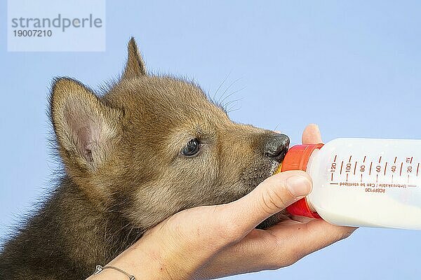 Eurasischer Wolf (Canis lupus lupus)  Tierportrait  Tier trinkt aus Aufzuchtflasche  Welpe  Jungtier  juvenil  captive  3.5 Wochen  Studioaufnahme  Hintergrund blau