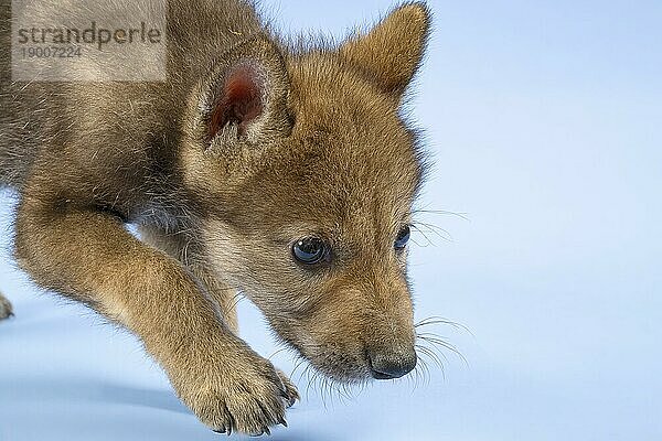 Eurasischer Wolf (Canis lupus lupus)  Tierportrait  schleicht sich an  Welpe  Jungtier  juvenil  captive  3.5 Wochen  Studioaufnahme  Hintergrund blau