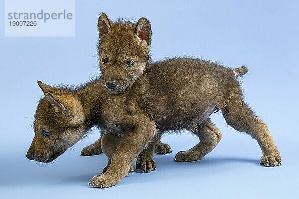 Eurasischer Wolf (Canis lupus lupus)  Geschwister suchen Kontakt  Welpe  Jungtier  juvenil  captive  3.5 Wochen  Studioaufnahme  Hintergrund blau