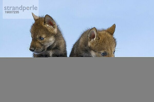 Eurasischer Wolf (Canis lupus lupus)  Geschwister entspannen sich  Welpe  Jungtier  juvenil  captive  3.5 Wochen  Studioaufnahme  Hintergrund blau