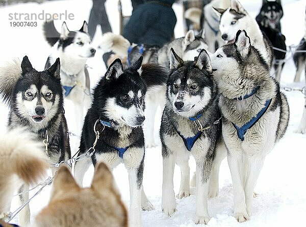 Eine Gruppe von Hunden zieht einen Schlitten durch den Schnee in den amerikanischen Rockies in der Nähe von Breckenridge  Colorado