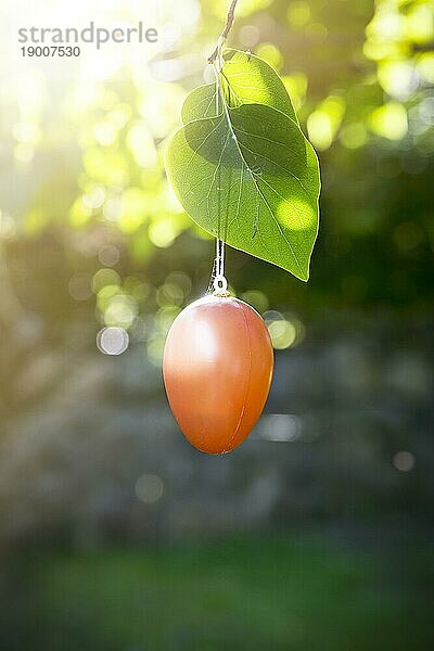 Orangefarbenes Osterei im Baum hängend