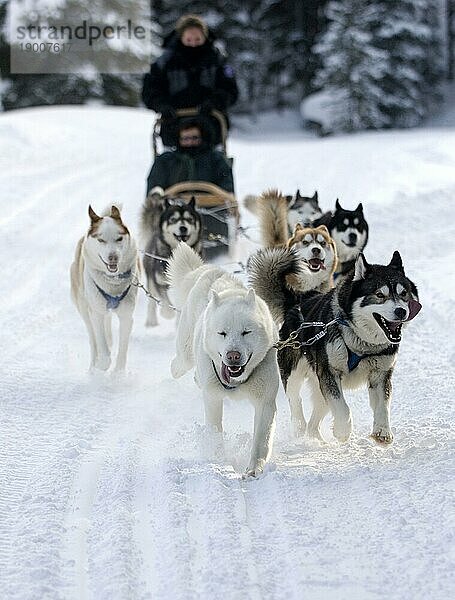 Eine Gruppe von Hunden zieht einen Schlitten durch den Schnee in den amerikanischen Rockies in der Nähe von Breckenridge  Colorado