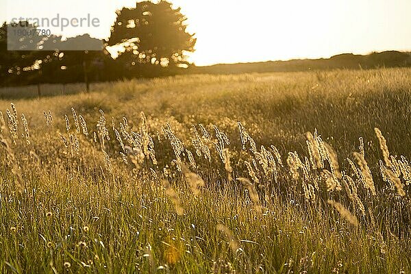 Hintergrundbeleuchtete Aufnahme einer Wiese bei Sonnenuntergang für Hintergründe