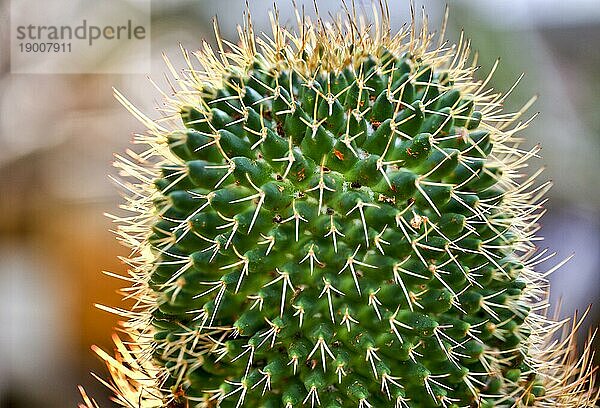 Makro eines schönen Kaktus mit Gegenlicht