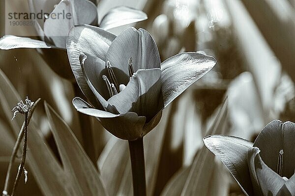 Schwarzweißaufnahme einer Tulpe im Frühling