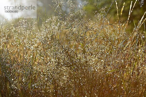 Tautropfen im Gegenlicht am Morgen  Biosphärenreservat Mittlere Elbe  Sachsen-Anhalt  Deutschland  Europa