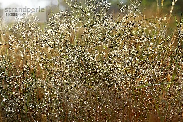 Tautropfen im Gegenlicht am Morgen  Biosphärenreservat Mittlere Elbe  Sachsen-Anhalt  Deutschland  Europa