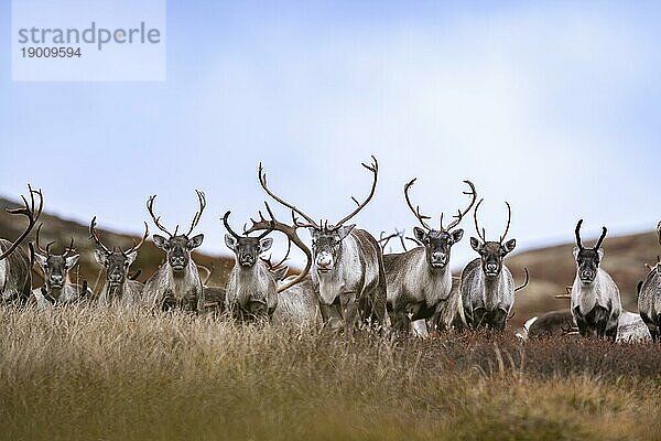 Wilde Bergrentiere (Rangifer tarandus tarandus)  Rentier  Herde in herbstlicher Tundra  Forollhogna Nationalpark  Norwegen  Europa