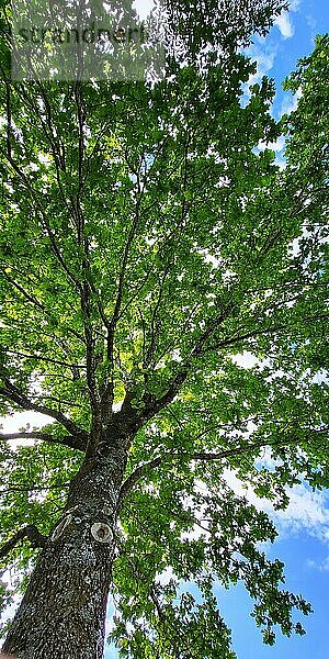 Baum mit grünen Blättern von unten im Gegenlicht bei blauem Himmel