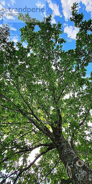 Baum mit grünen Blättern von unten im Gegenlicht bei blauem Himmel