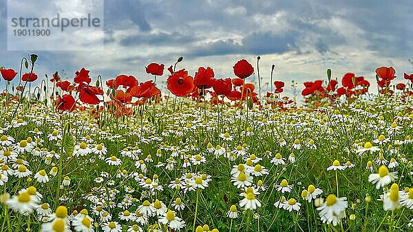 Mohn (Papaver) Echte Kamille (Matricaria chamomilla) Blühstreifen  Sonnenaufgang  Sommerwiese  Poppy  Bienenweide  Gegenlicht  Streiflicht  Sachsen-Anhalt  Deutschland  Europa