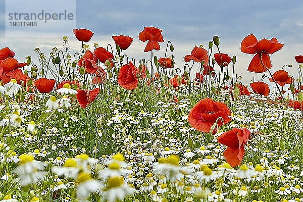 Mohn (Papaver) Echte Kamille (Matricaria chamomilla) Blühstreifen  Sonnenaufgang  Sommerwiese  Poppy  Bienenweide  Gegenlicht  Streiflicht  Sachsen-Anhalt  Deutschland  Europa