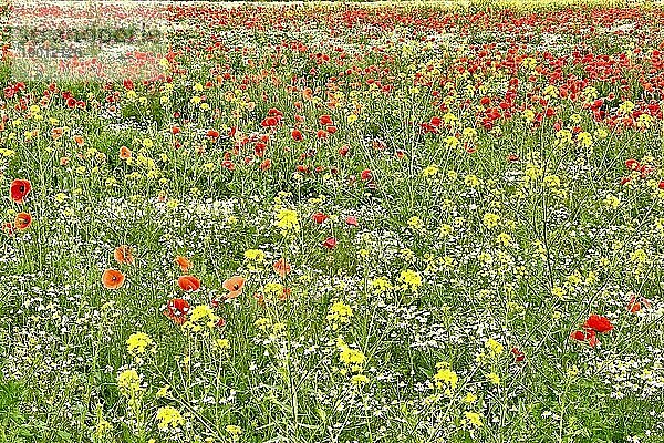 Mohn (Papaver) Echte Kamille (Matricaria chamomilla) Blühstreifen  Sonnenaufgang  Sommerwiese  Poppy  Bienenweide  Gegenlicht  Streiflicht  Sachsen-Anhalt  Deutschland  Europa