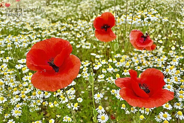 Mohn (Papaver) Echte Kamille (Matricaria chamomilla) Blühstreifen  Sonnenaufgang  Sommerwiese  Poppy  Bienenweide  Gegenlicht  Streiflicht  Sachsen-Anhalt  Deutschland  Europa