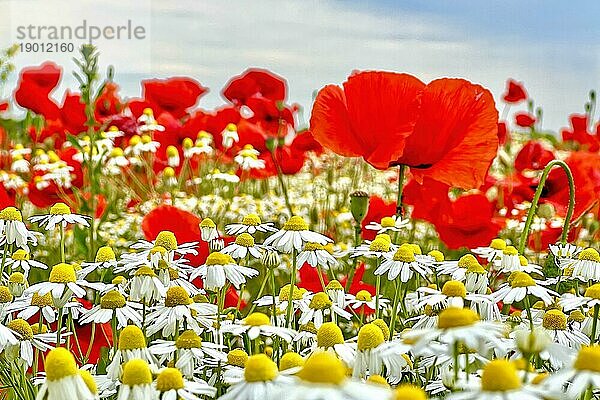 Mohn (Papaver) Echte Kamille (Matricaria chamomilla) Blühstreifen  Sonnenaufgang  Sommerwiese  Poppy  Bienenweide  Gegenlicht  Streiflicht  Sachsen-Anhalt  Deutschland  Europa