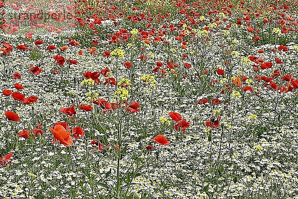 Mohn (Papaver) Echte Kamille (Matricaria chamomilla) Blühstreifen  Sonnenaufgang  Sommerwiese  Poppy  Bienenweide  Gegenlicht  Streiflicht  Sachsen-Anhalt  Deutschland  Europa