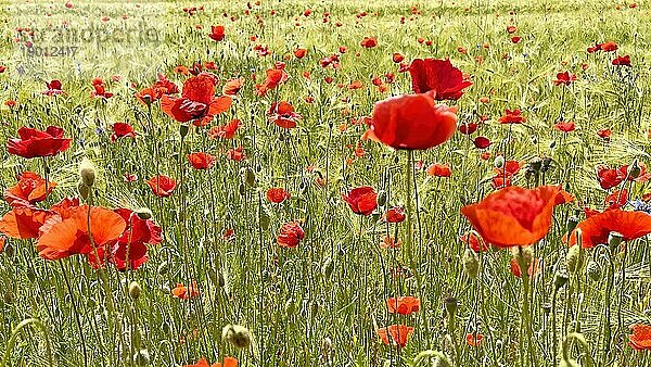 Mohn (Papaver) Blühstreifen im Getreidefeld  Sonnenaufgang  Poppy  Bienenweide  Gegenlicht  Streiflicht  Sachsen-Anhalt  Deutschland  Europa