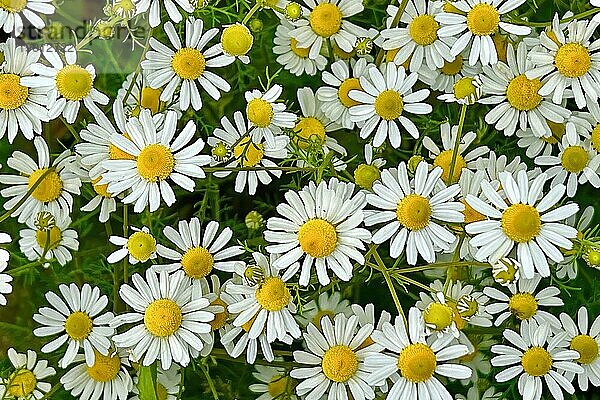 Echte Kamille (Matricaria chamomilla) Blühstreifen  Sonnenaufgang  Sommerwiese  Bienenweide  Gegenlicht  Streiflicht  Sachsen-Anhalt  Deutschland  Europa