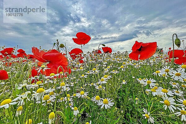 Mohn (Papaver) Echte Kamille (Matricaria chamomilla) Blühstreifen  Sonnenaufgang  Sommerwiese  Poppy  Bienenweide  Gegenlicht  Streiflicht  Sachsen-Anhalt  Deutschland  Europa