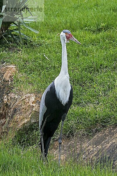 Klunkerkranich (Bugeranus carunculatus) (Grus carunculata) bedrohte Kranichart  die im östlichen und südlichen Afrika heimisch ist