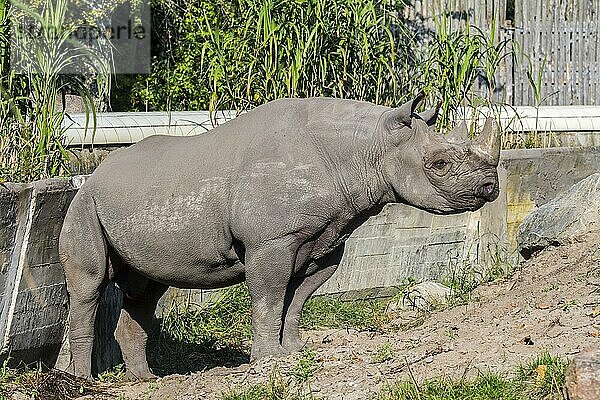 Östliches Spitzmaulnashorn  Ostafrikanisches Spitzmaulnashorn  Östliches Hakennasennashorn (Diceros bicornis michaeli) im Zoo