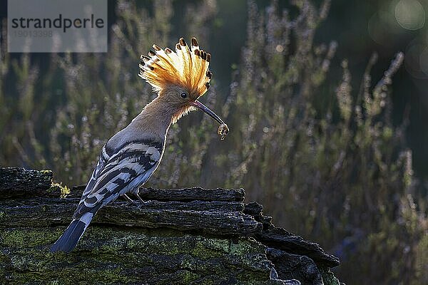 Wiedehopf (Upupa epops) mit Nahrung für die Jungvögel  im Gegenlicht  Heidelandschaft  Altvogel  Vogel des Jahres 2022  aufgestellte Haube  Biosphärenreservat Mittelelbe  Sachsen-Anhalt  Deutschland  Europa