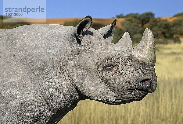 Östliches Spitzmaulnashorn  Ostafrikanisches Spitzmaulnashorn  Östliches Hakennasennashorn (Diceros bicornis michaeli)