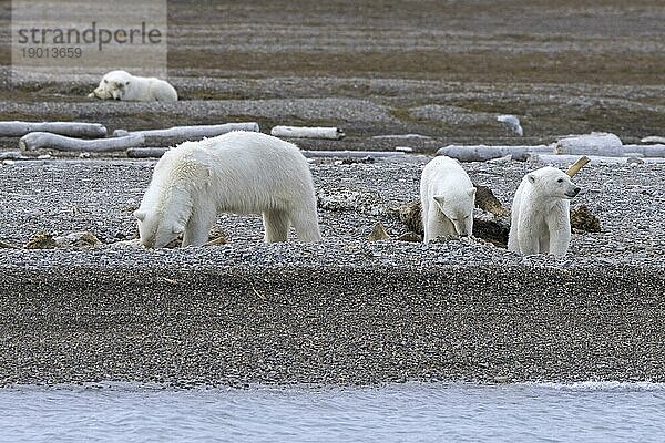 Aasfressende Eisbär (Ursus maritimus) mit drei Jungen bei der fressen des Kadavers eines gestrandeten Wals an der Küste von Svalbard  Spitzbergen  Norwegen  Europa