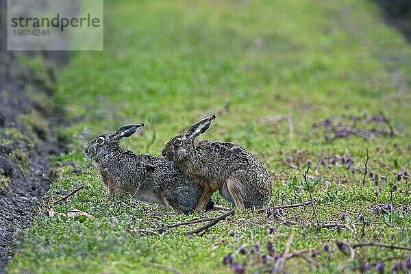 Feldhasen (Lepus europaeus) bei der Paarung im Feld  Deutschland  Europa