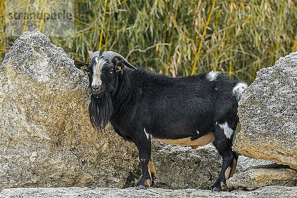 Westafrikanischer Zwergziegenbock (Capra aegagrus hircus)  Vorkommen in West und Zentralafrika