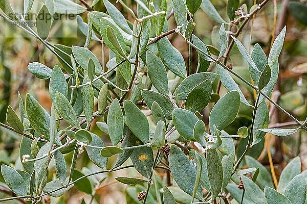Jojoba (Simmondsia chinensis)  Ziegennuss  Hirschnuss  Pignut  wilde Haselnuss  Chinanuss Nahaufnahme der Blätter  heimisch im südwestlichen Nordamerika