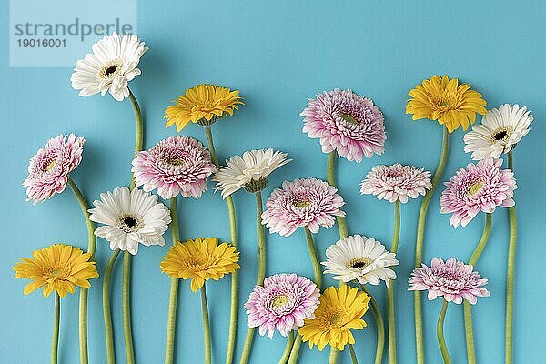 Draufsicht blühende Blumen2. Auflösung und hohe Qualität schönes Foto