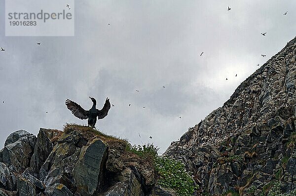 Krähenscharbe (Gulosus aristotelis)  mit ausgebreiteten Flügeln  Kopf zur Seite gerichtet  hinten Vogelfelsen  Hornöya  Varanger  Nordnorwegen  Norwegen  Europa