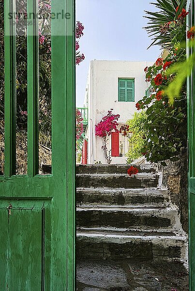 Schöner Eingang zu einem traditionellen griechischen Inselhaus. Alte Steintreppe  weiß getünchte Wände  rote und grüne Fensterläden  rosa Bougainvillea in voller Blüte an der Wand  roter Storchschnabel im Vordergrund. Selektiver Fokus. Mykonos  Kykladen  Griechenland  Europa