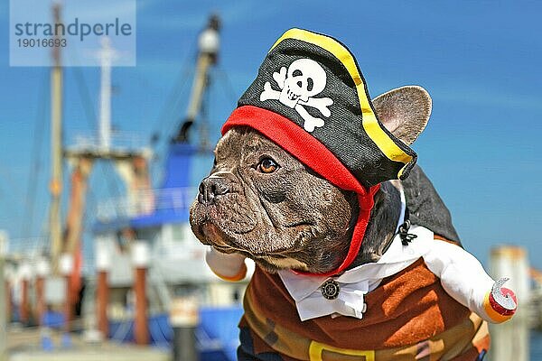 Französische Bulldogge im Piratenkostüm mit Hut und Hakenarm