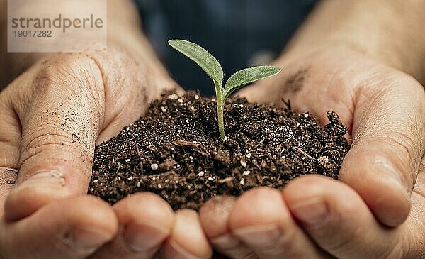 Close up männlichen Hände halten Erde kleine Pflanze. Auflösung und hohe Qualität schönes Foto