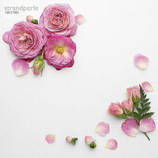 Draufsicht Rosen Blumen. Auflösung und hohe Qualität schönes Foto