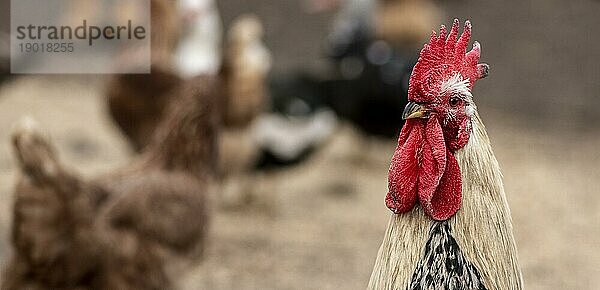 Close up Hahn verschwommen Hühner. Auflösung und hohe Qualität schönes Foto