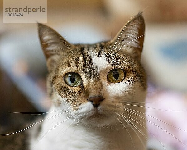 Schöne Katze mit verschiedenen Augen. Auflösung und hohe Qualität schönes Foto