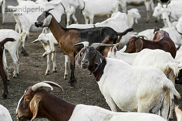 Close up Bauernhof mit Ziegen. Auflösung und hohe Qualität schönes Foto
