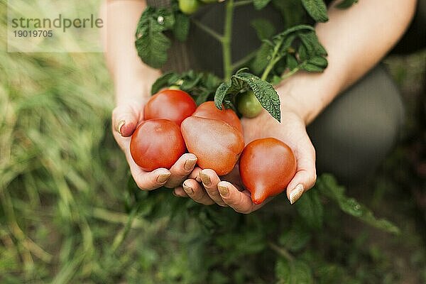 Close up Frau hält Tomaten. Auflösung und hohe Qualität schönes Foto
