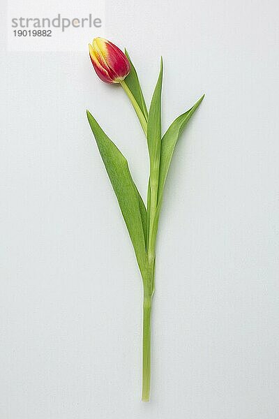 Draufsicht Tulpen Blume. Schönes Foto