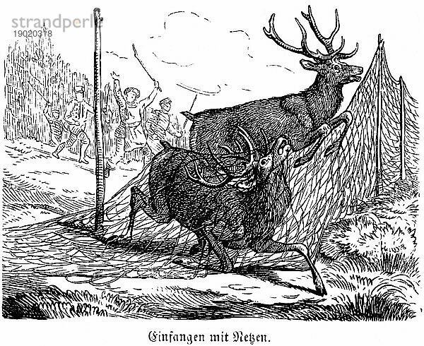 Gefangen mit Netzen  Hirsche  Hubertus Jagd und Jagdszenen  Wildtiere  Geweih  Treiber  Lärm  Falle  Netz  verfolgen  fliehen  historische Illustration um 1860